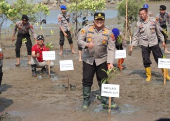 Penghijauan Polres Tanah Laut, Tanam Mangrove dalam Rangka Hari Ulang Tahun Ke-72 Humas Polri Tahun 2023.