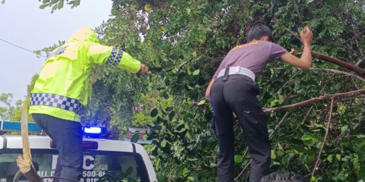 Satlantas Polresta Bulungan Evakuasi Pohon Tumbang di Jalan Nuri Akibat Cuaca Ekstrem